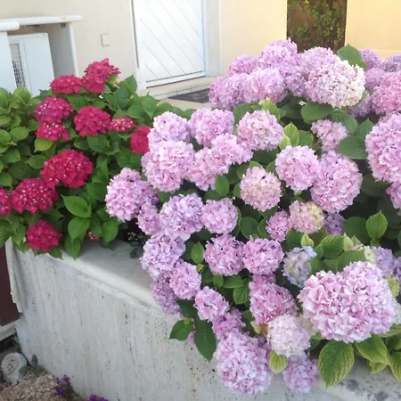 Roberta Apartman Bol